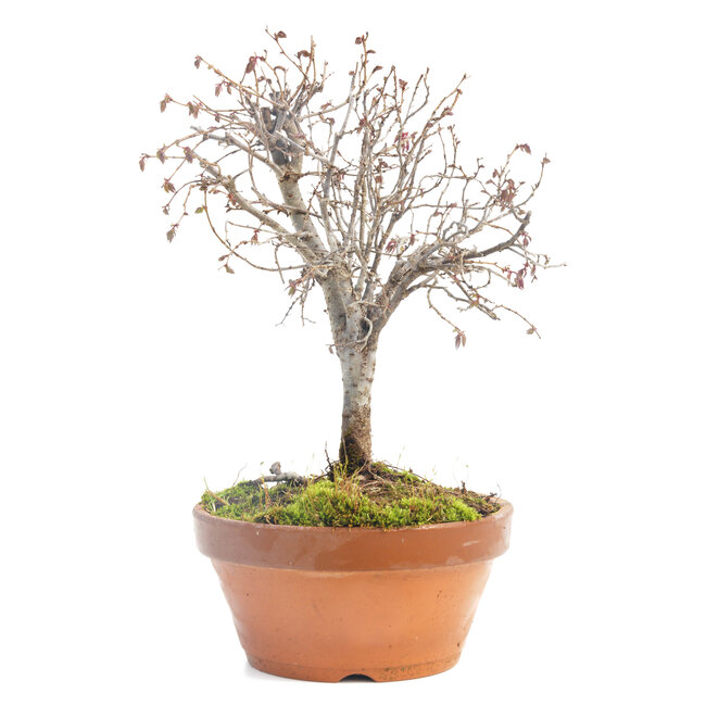 Zelkova serrata, 22 cm, ± 30 años