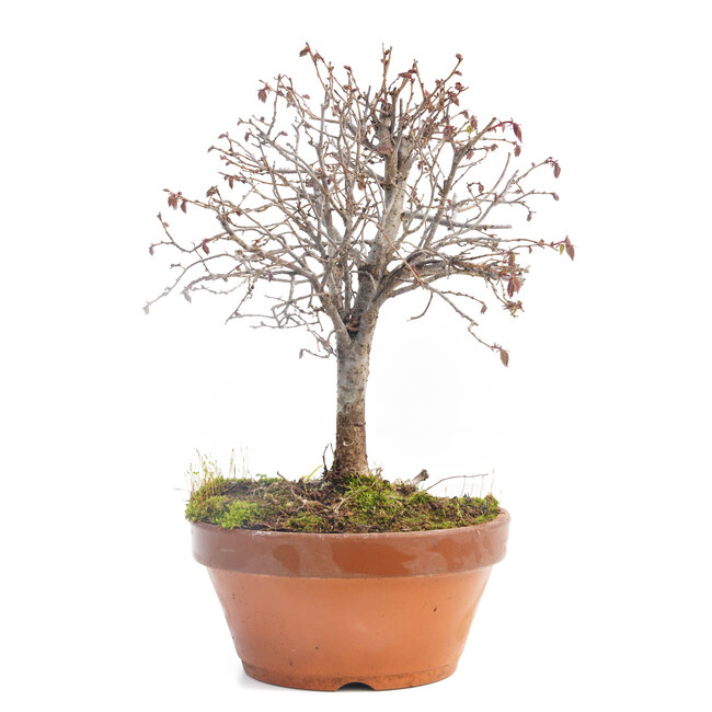 Zelkova serrata, 22 cm, ± 30 years old