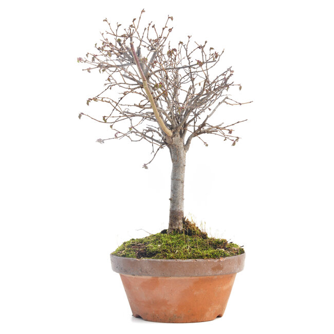 Zelkova serrata, 25 cm, ± 30 jaar oud