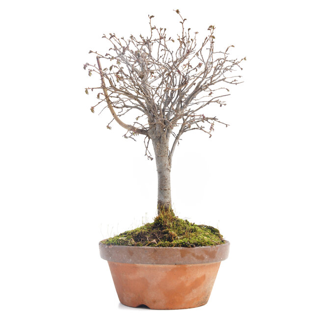 Zelkova serrata, 25 cm, ± 30 jaar oud