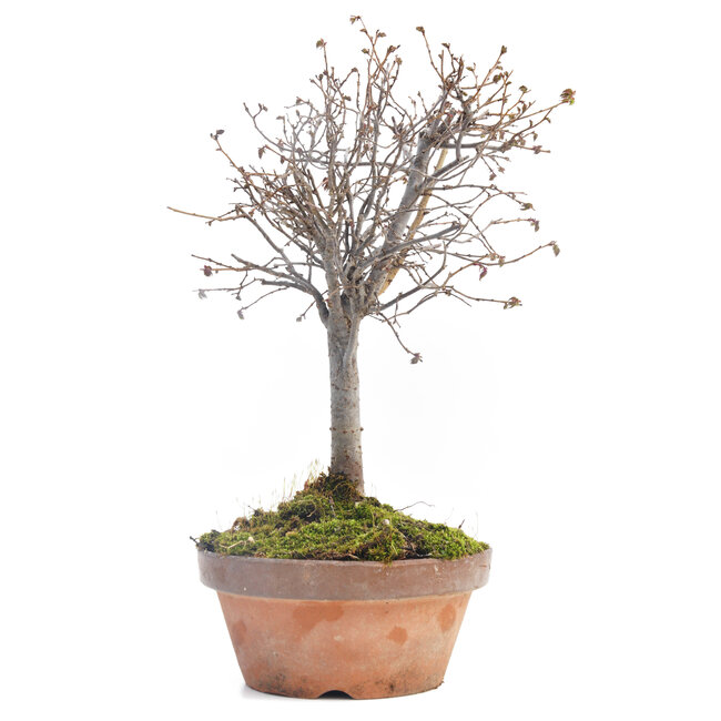 Zelkova serrata, 25 cm, ± 30 jaar oud