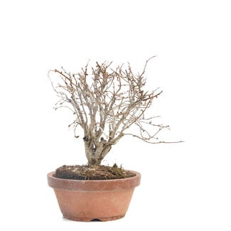 Zelkova serrata, 14 cm, ± 30 Jahre alt