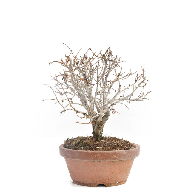 Zelkova serrata, 14 cm, ± 30 Jahre alt
