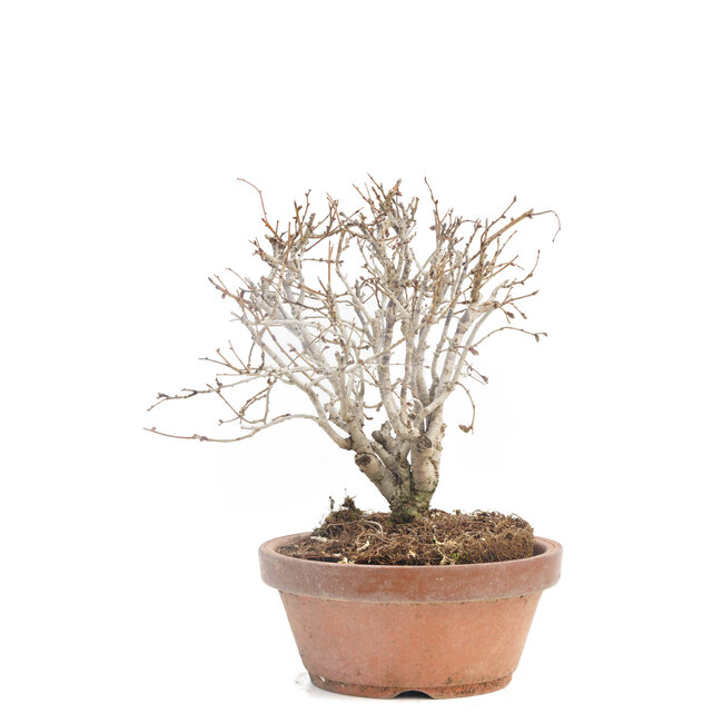 Zelkova serrata, 14 cm, ± 30 Jahre alt