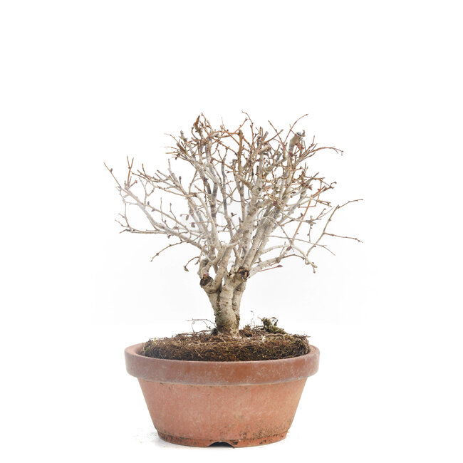 Zelkova serrata, 14 cm, ± 30 jaar oud