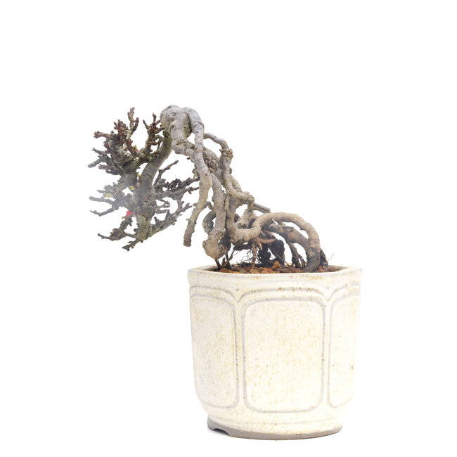 Chaenomeles speciosa, 11 cm, ± 40 Jahre alt