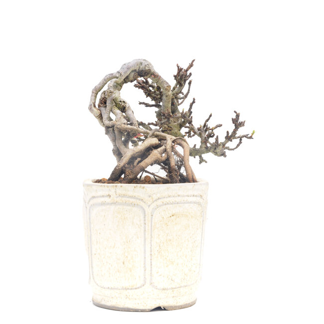 Chaenomeles speciosa, 11 cm, ± 40 Jahre alt