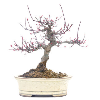 Acer palmatum, 19 cm, ± 30 anni