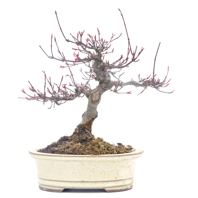 Acer palmatum, 19 cm, ± 30 años