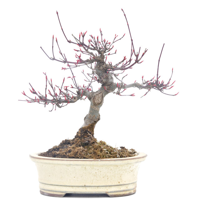 Acer palmatum, 19 cm, ± 30 jaar oud