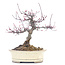 Acer palmatum, 19 cm, ± 30 anni