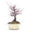 Acer palmatum, 19 cm, ± 30 jaar oud