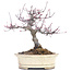 Acer palmatum, 19 cm, ± 30 jaar oud