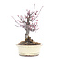 Acer palmatum, 19 cm, ± 30 jaar oud