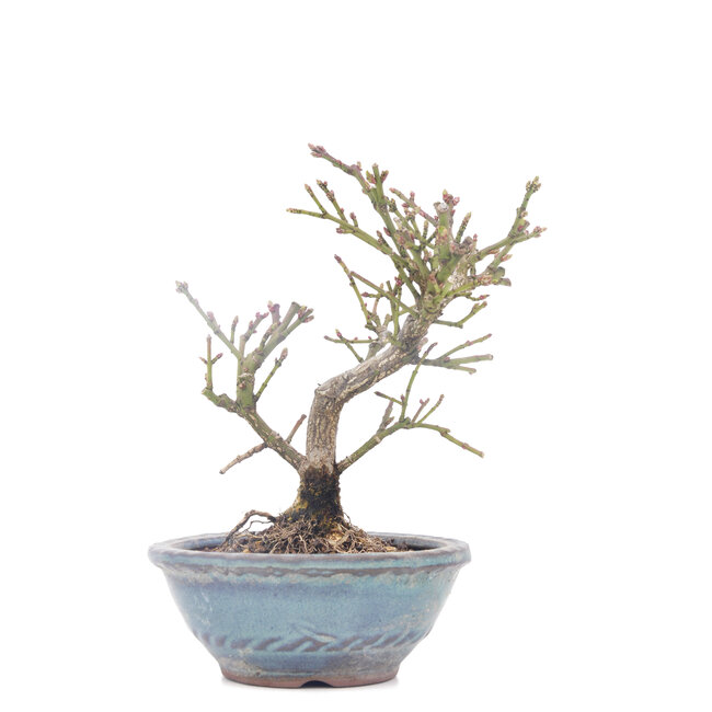 Euonymus alatus, 13,5 cm, ± 15 jaar oud, in gebroken pot