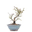 Euonymus alatus, 13,5 cm, ± 15 years old, in a broken pot