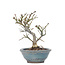 Euonymus alatus, 13,5 cm, ± 15 years old, in a broken pot
