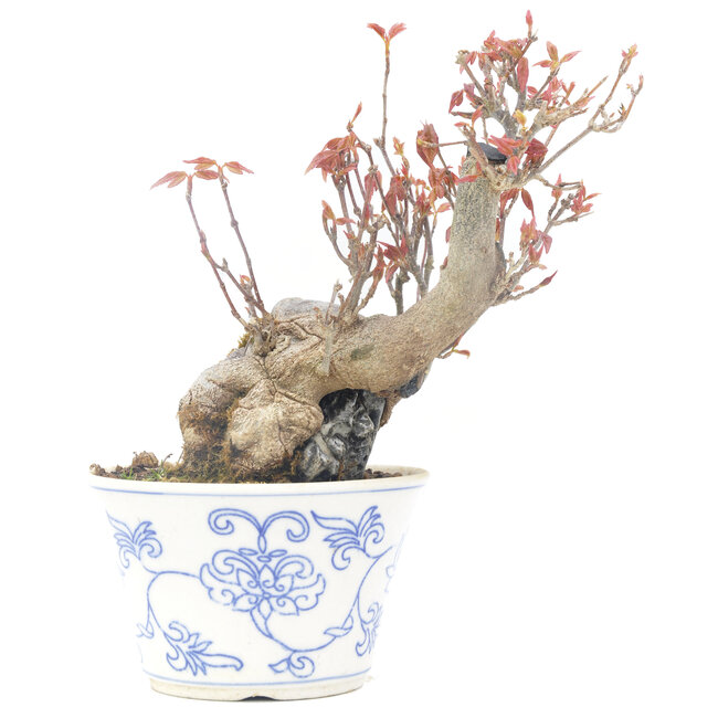 Acer buergerianum, 13 cm, ± 20 jaar oud