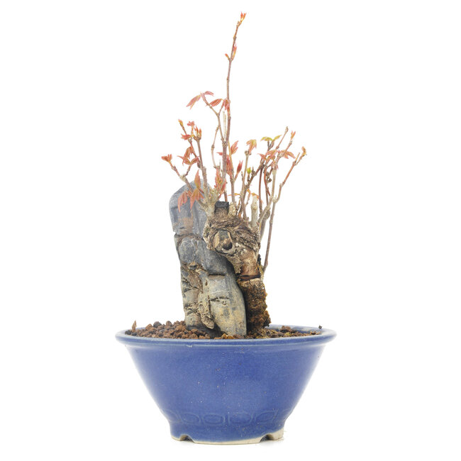 Acer buergerianum, 13 cm, ± 20 años