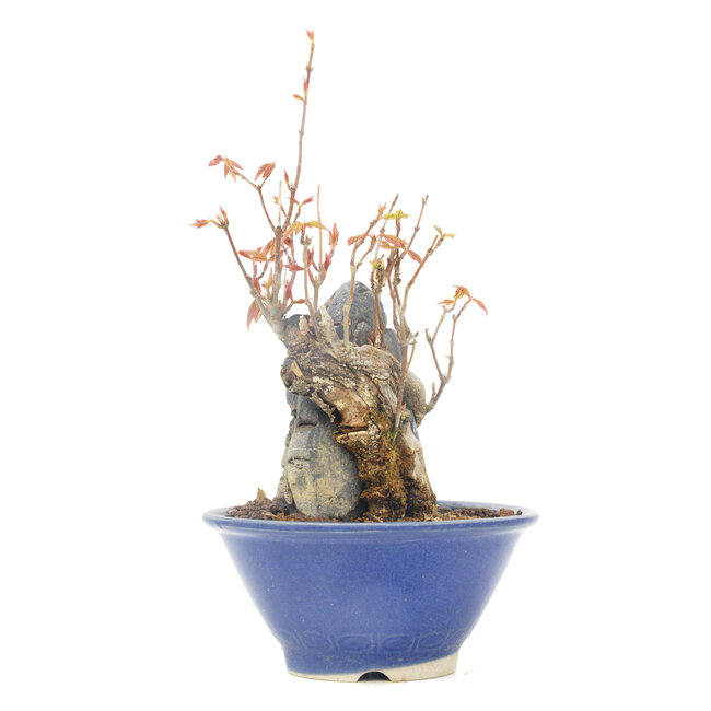 Acer buergerianum, 13 cm, ± 20 ans