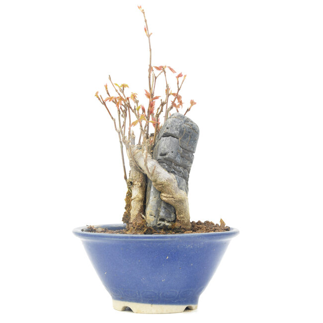 Acer buergerianum, 13 cm, ± 20 Jahre alt