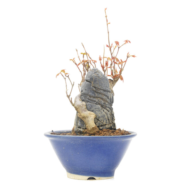 Acer buergerianum, 13 cm, ± 20 ans