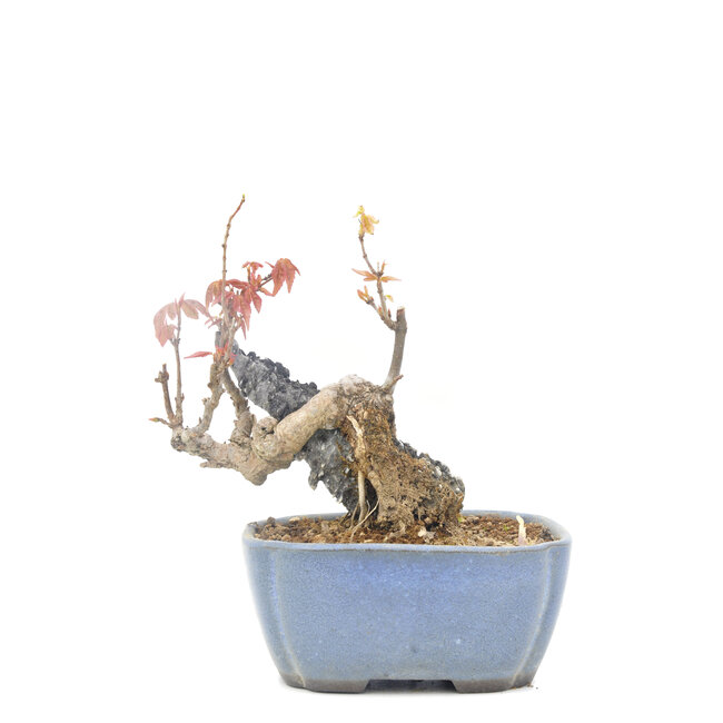 Acer buergerianum, 11,5 cm, ± 20 ans