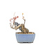 Acer buergerianum, 11,5 cm, ± 20 ans