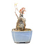 Acer buergerianum, 11,5 cm, ± 20 ans