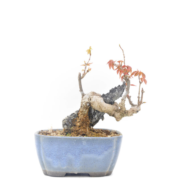 Acer buergerianum, 11,5 cm, ± 20 años