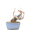 Acer buergerianum, 11,5 cm, ± 20 ans