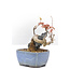 Acer buergerianum, 11,5 cm, ± 20 ans