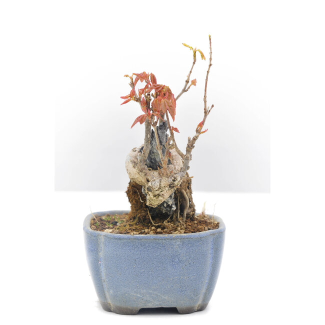 Acer buergerianum, 11,5 cm, ± 20 años