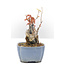 Acer buergerianum, 11,5 cm, ± 20 ans