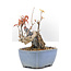 Acer buergerianum, 11,5 cm, ± 20 ans