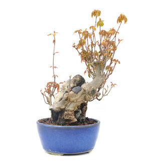 Acer buergerianum, 17,5 cm, ± 20 jaar oud