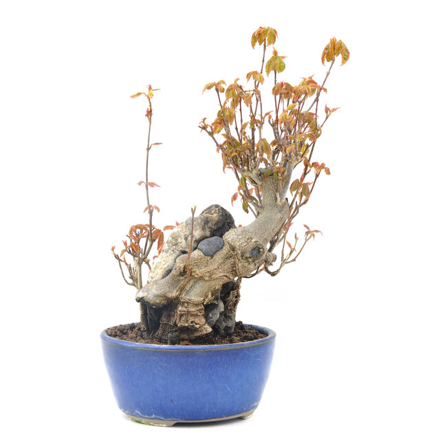 Acer buergerianum, 17,5 cm, ± 20 jaar oud