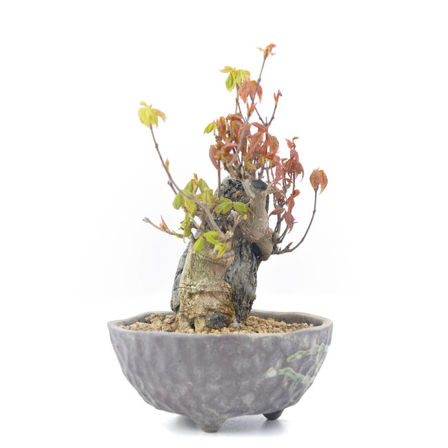 Acer buergerianum, 13,5 cm, ± 20 anni