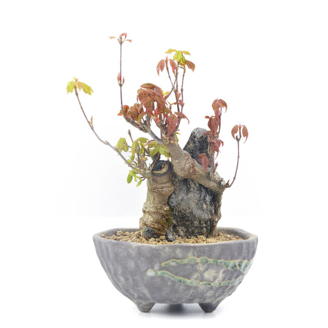 Acer buergerianum, 13,5 cm, ± 20 anni