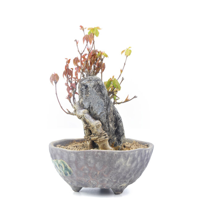 Acer buergerianum, 13,5 cm, ± 20 anni