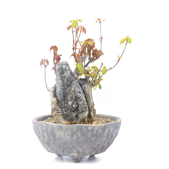 Acer buergerianum, 13,5 cm, ± 20 Jahre alt