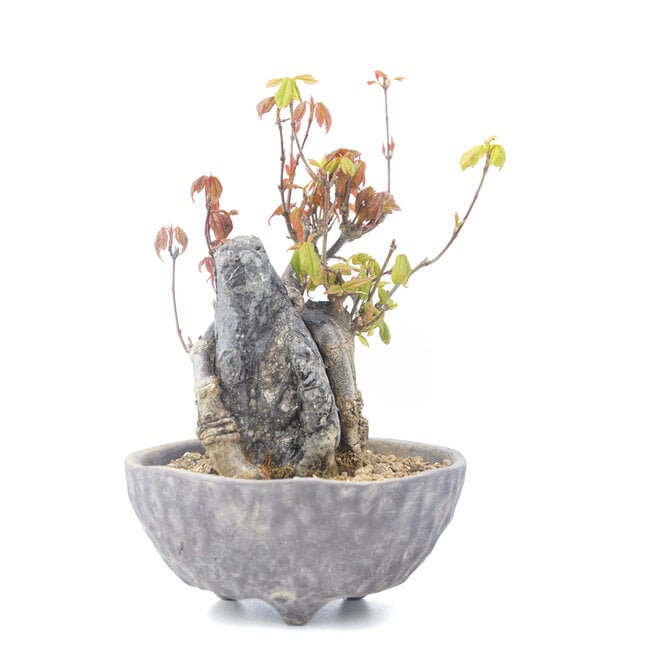 Acer buergerianum, 13,5 cm, ± 20 years old