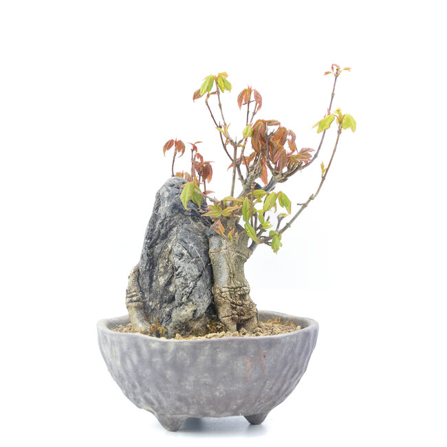 Acer buergerianum, 13,5 cm, ± 20 years old