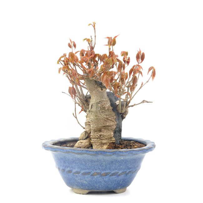 Acer buergerianum, 11,5 cm, ± 20 jaar oud