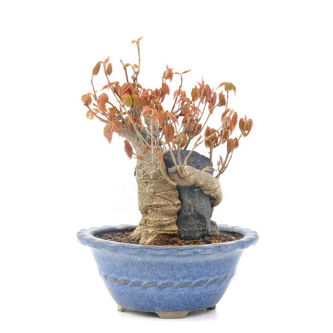 Acer buergerianum, 11,5 cm, ± 20 anni