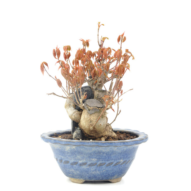 Acer buergerianum, 11,5 cm, ± 20 jaar oud