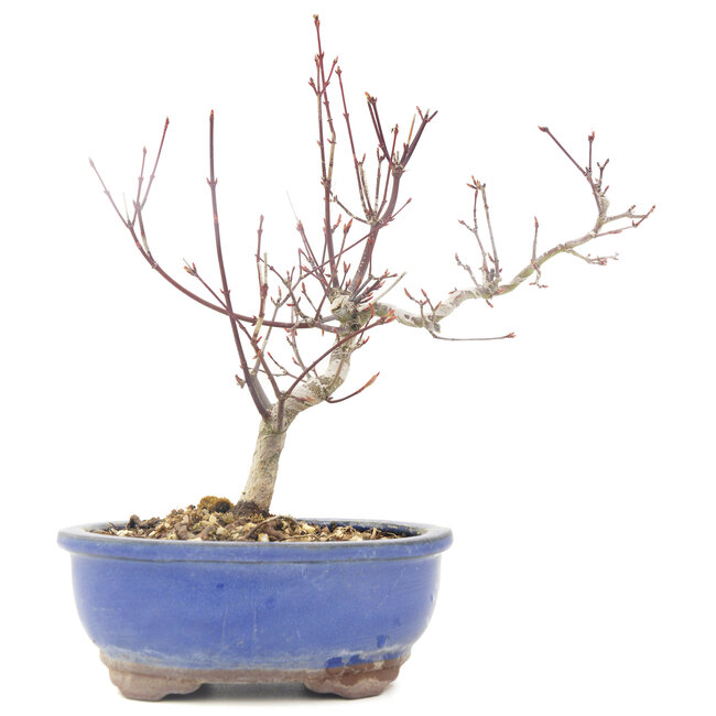 Acer palmatum, 23 cm, ± 8 jaar oud