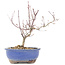 Acer palmatum, 23 cm, ± 8 jaar oud