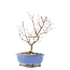 Acer palmatum, 23 cm, ± 8 jaar oud