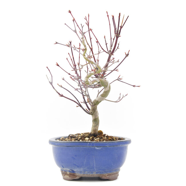 Acer palmatum, 23 cm, ± 8 ans